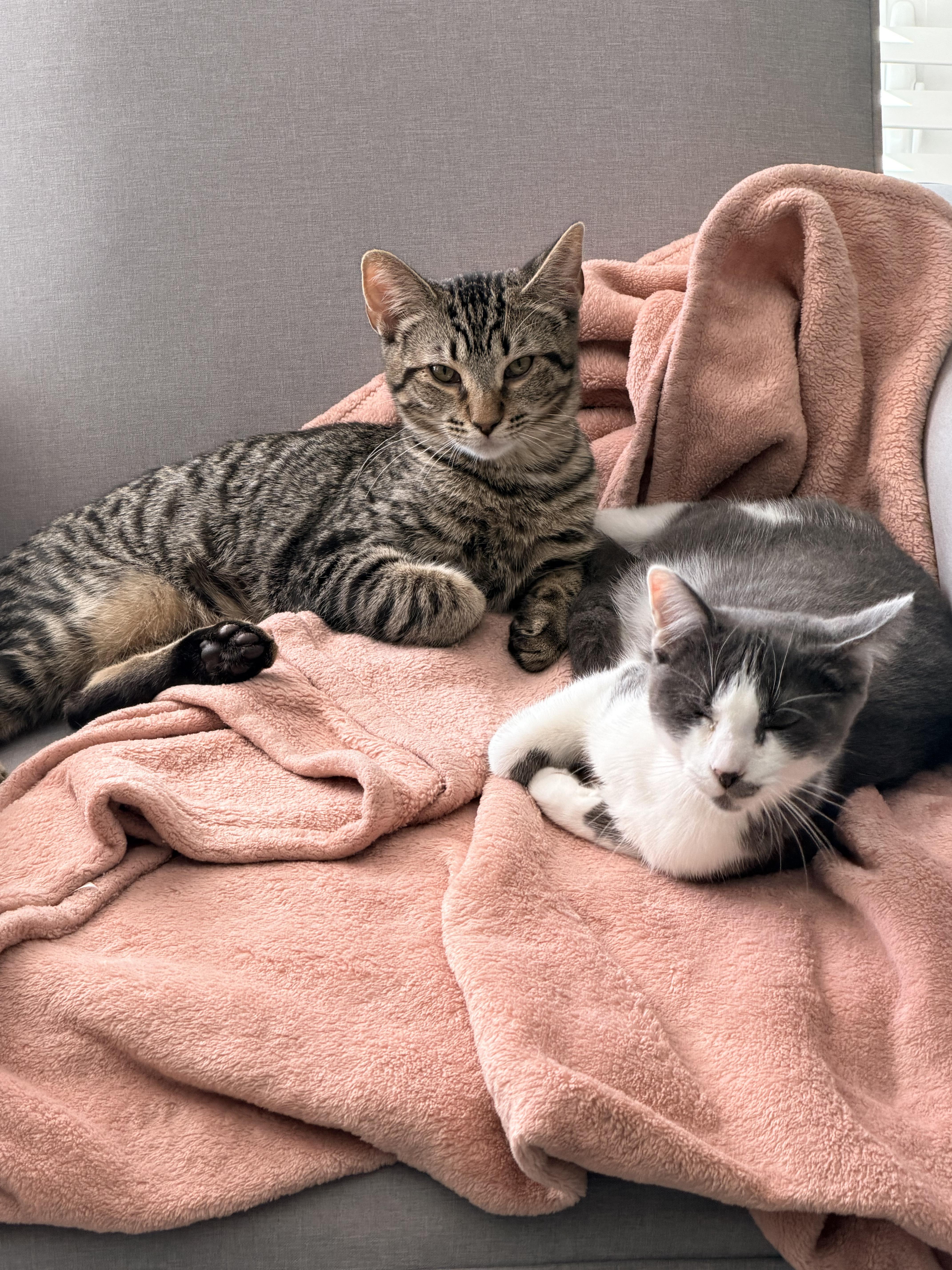 Enlarge Ari, a ADOPTABLE Domestic Short Hair in Toledo, OH image 4/5
