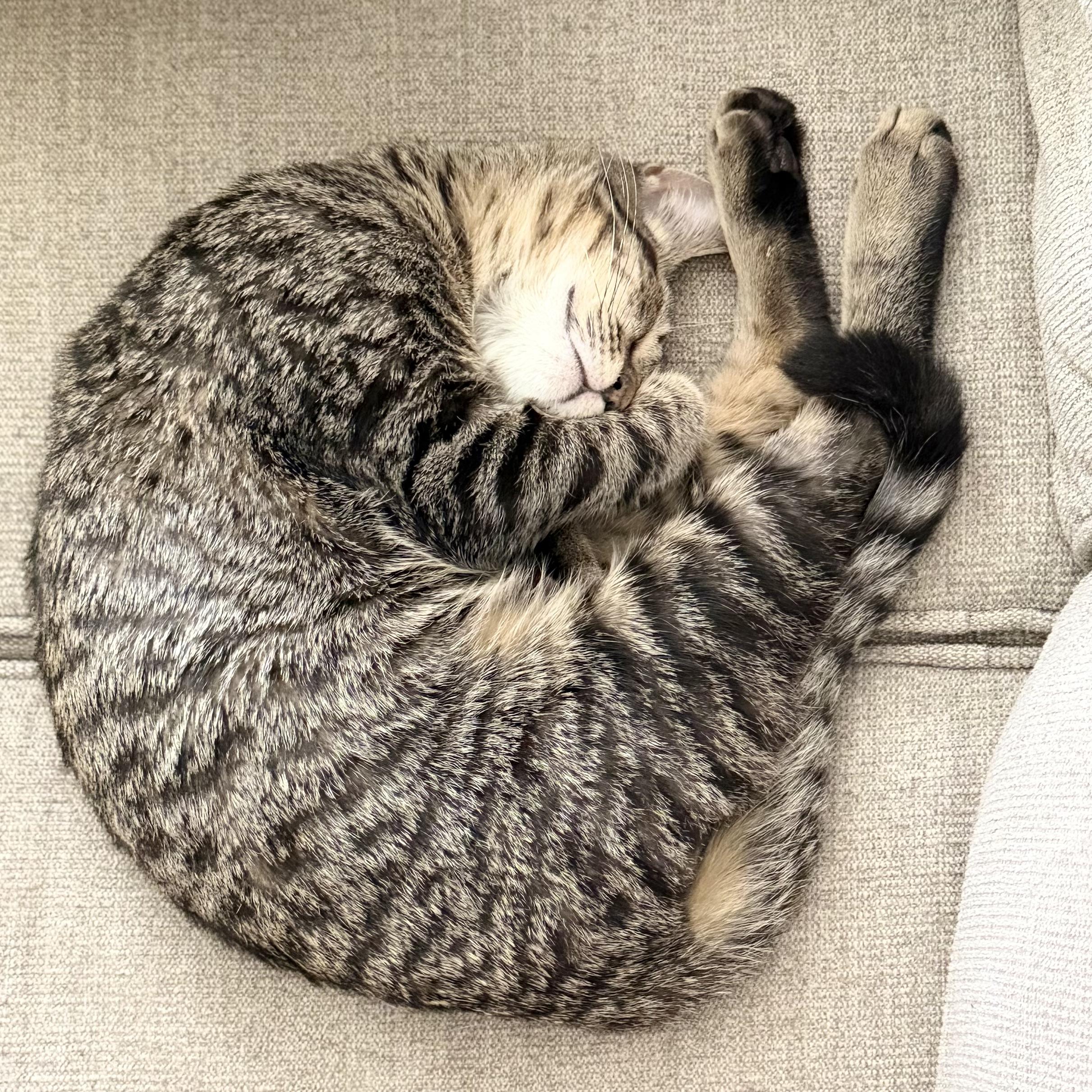 Enlarge Ari, a ADOPTABLE Domestic Short Hair in Toledo, OH image 2/5