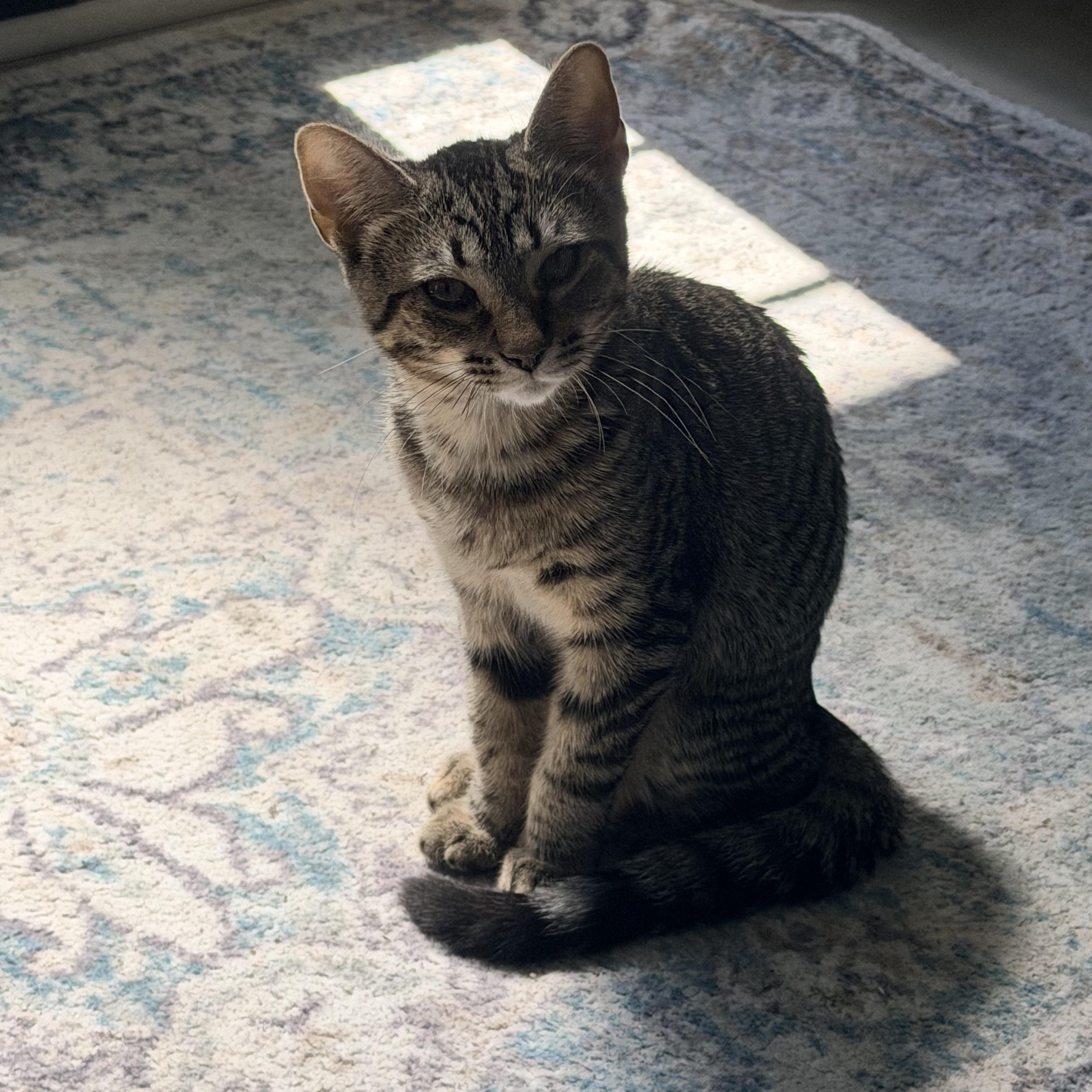 Enlarge Ari, a ADOPTABLE Domestic Short Hair in Toledo, OH image 3/5