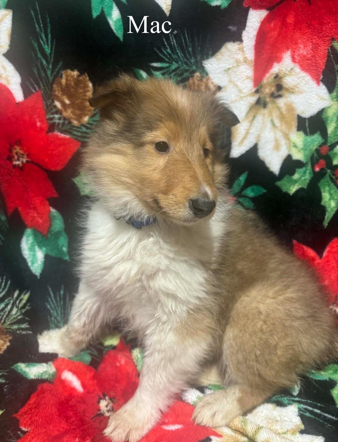 Mac!!, a ADOPTABLE Rough Collie in Celina, OH image 1/4