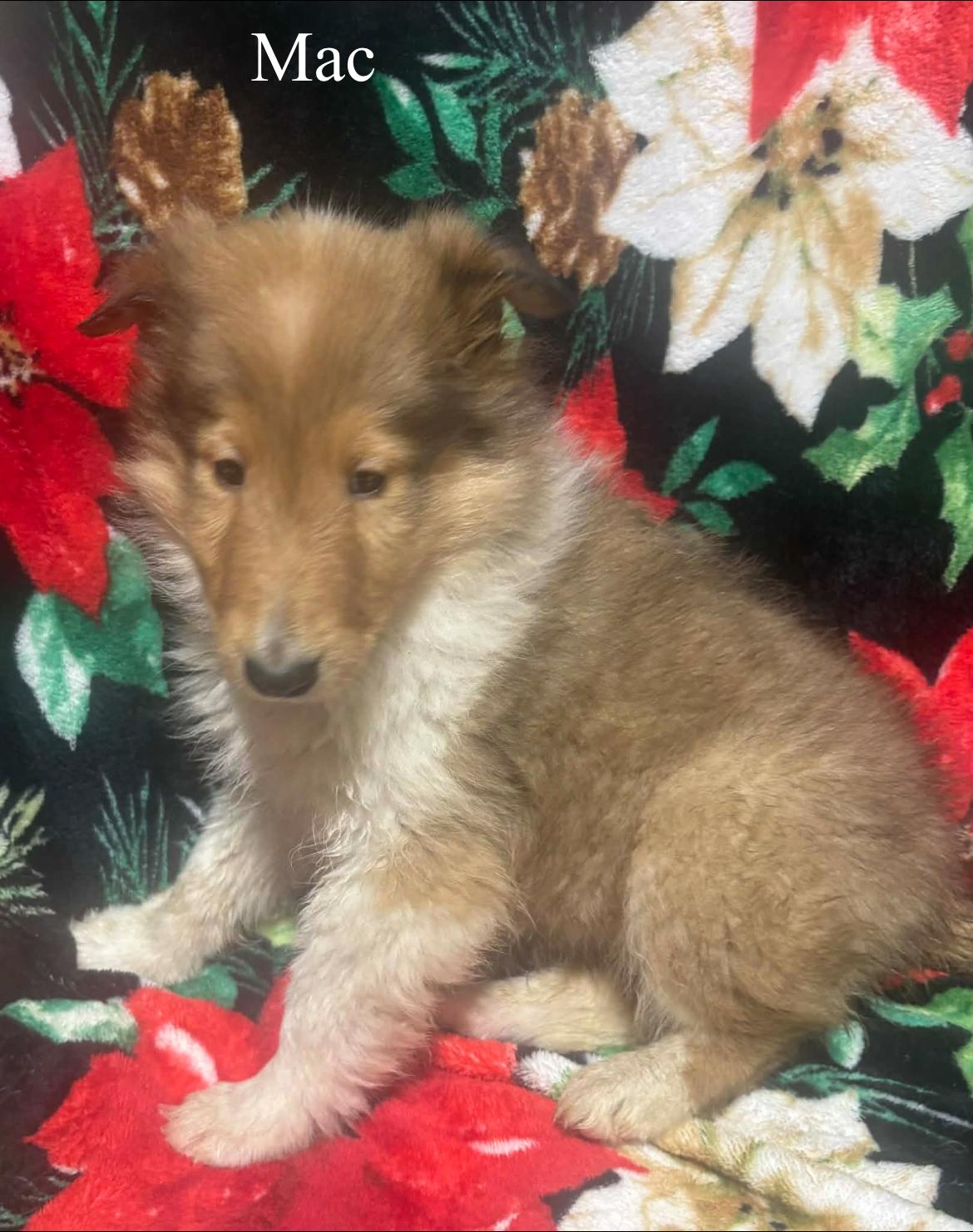 Mac!!, a ADOPTABLE Rough Collie in Celina, OH image 2/4