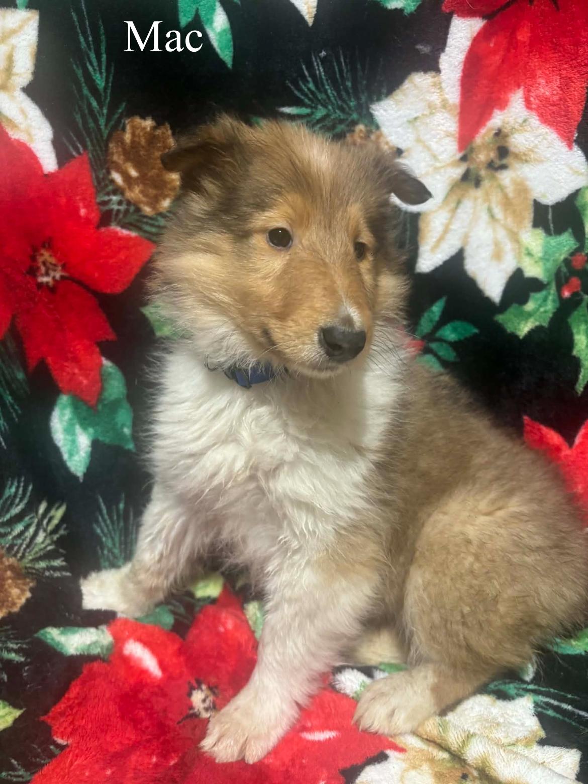 Mac!!, a ADOPTABLE Rough Collie in Celina, OH image 3/4