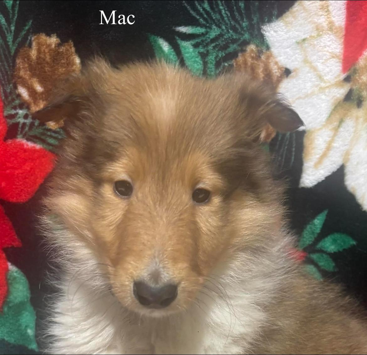 Mac!!, a ADOPTABLE Rough Collie in Celina, OH image 4/4