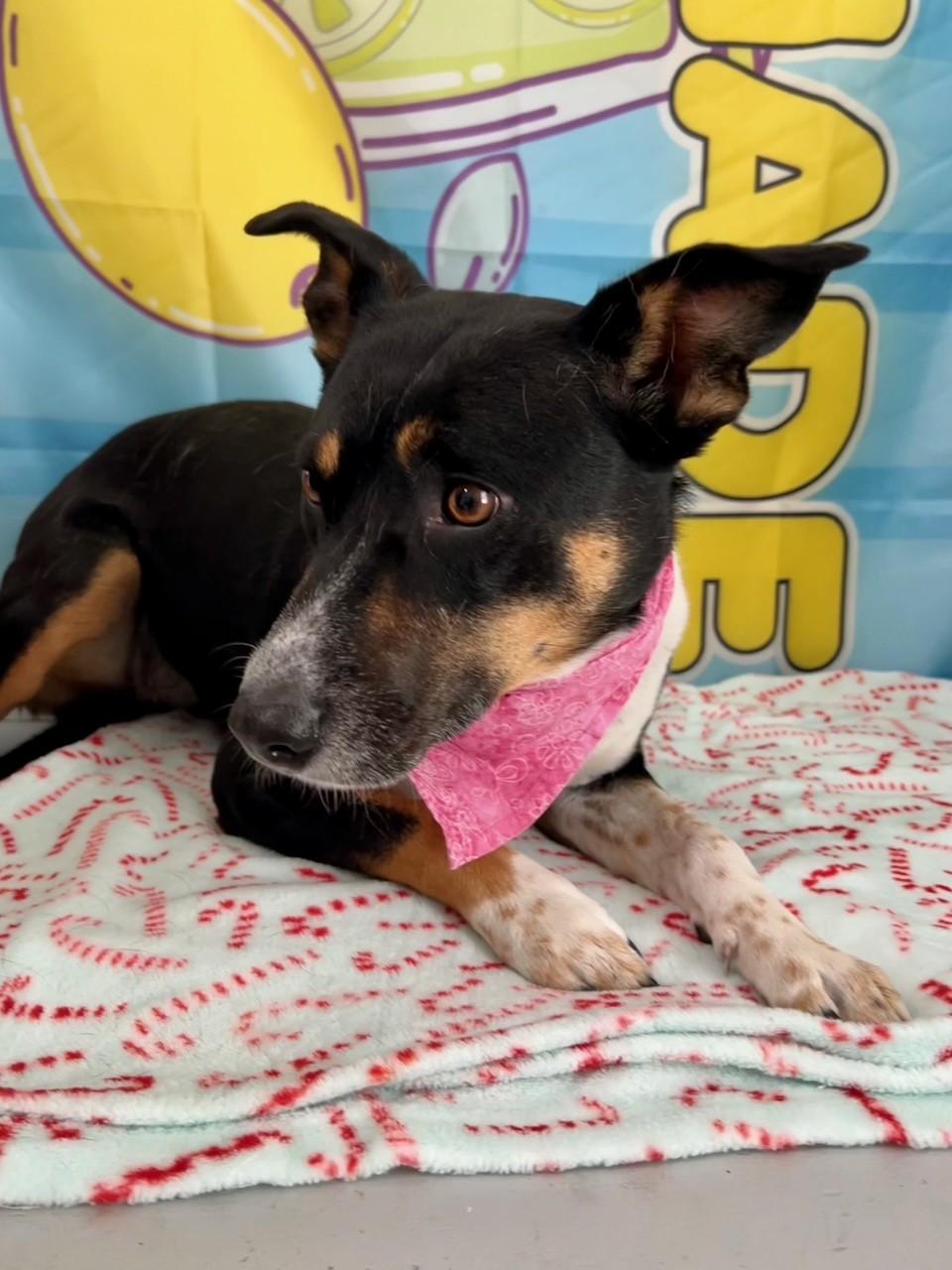 Enlarge Wizzy, a Adoptable mixed breed in Yakima, WA image 1/5