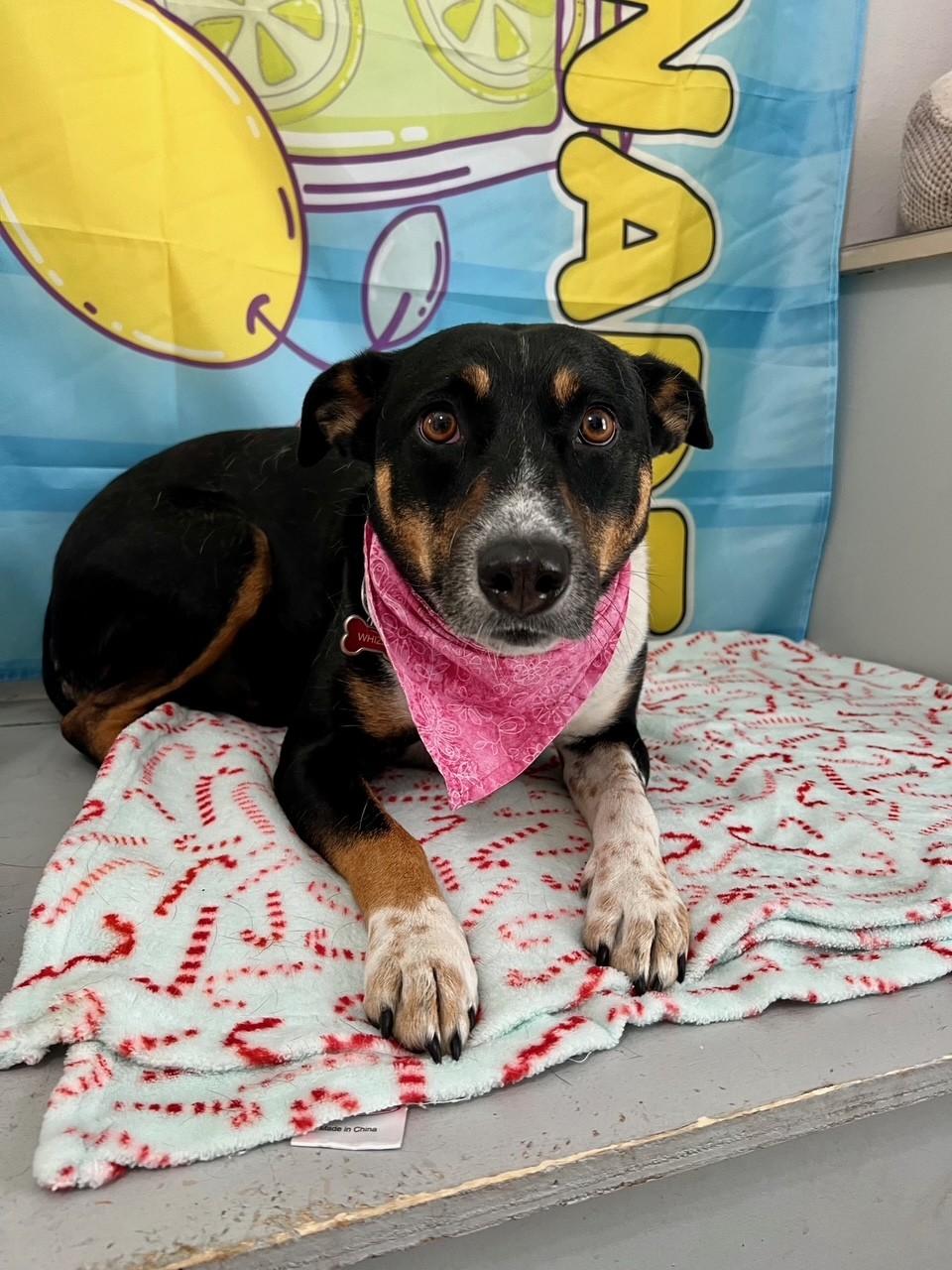 Enlarge Wizzy, a Adoptable mixed breed in Yakima, WA image 2/5