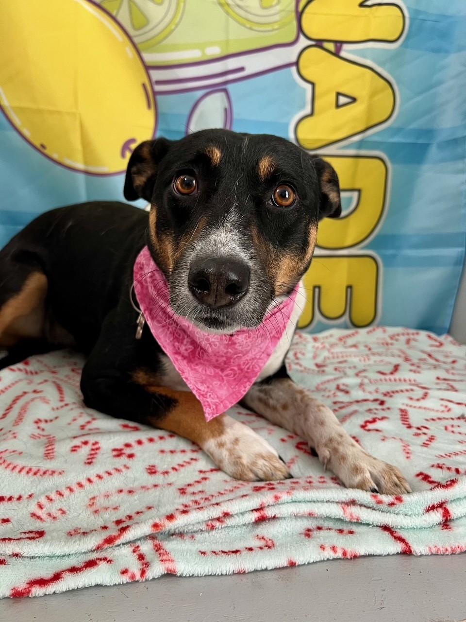 Enlarge Wizzy, a Adoptable mixed breed in Yakima, WA image 3/5