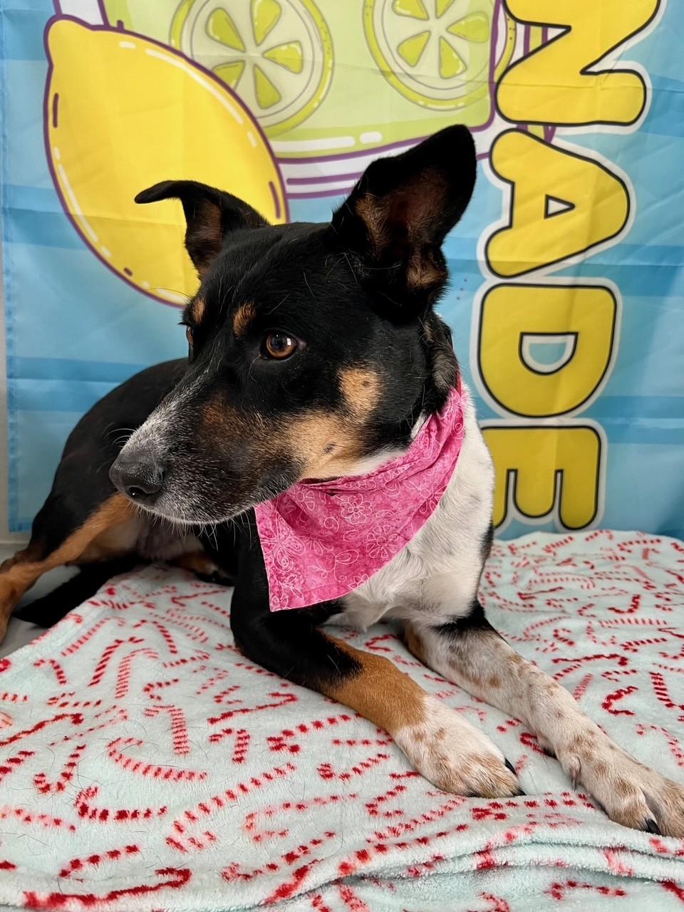 Enlarge Wizzy, a Adoptable mixed breed in Yakima, WA image 4/5