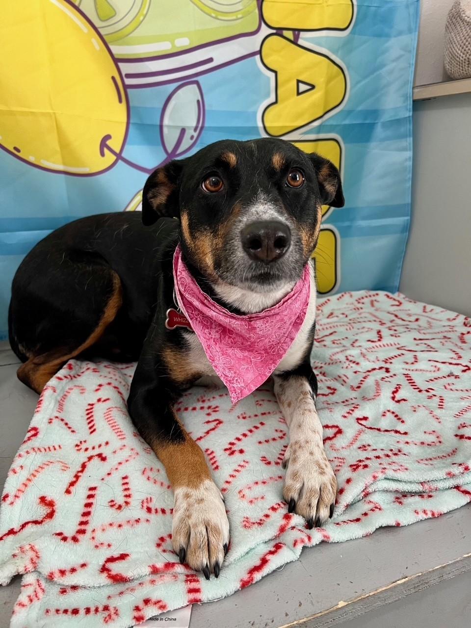 Wizzy, Adoptable, Adult Female Australian Cattle Dog / Blue Heeler.