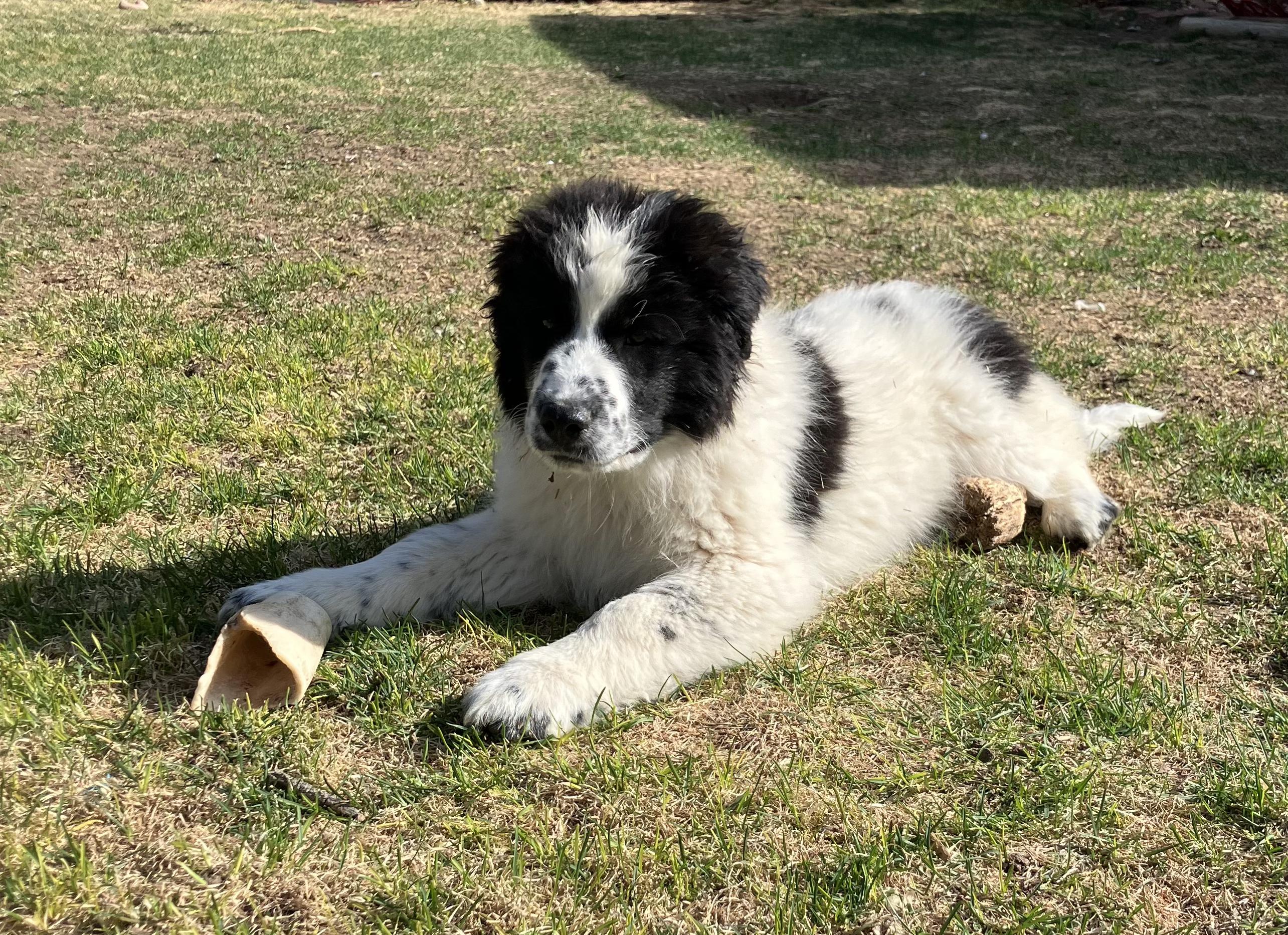 Enlarge Gus, a ADOPTABLE mixed breed in Fort Collins, CO image 3/3