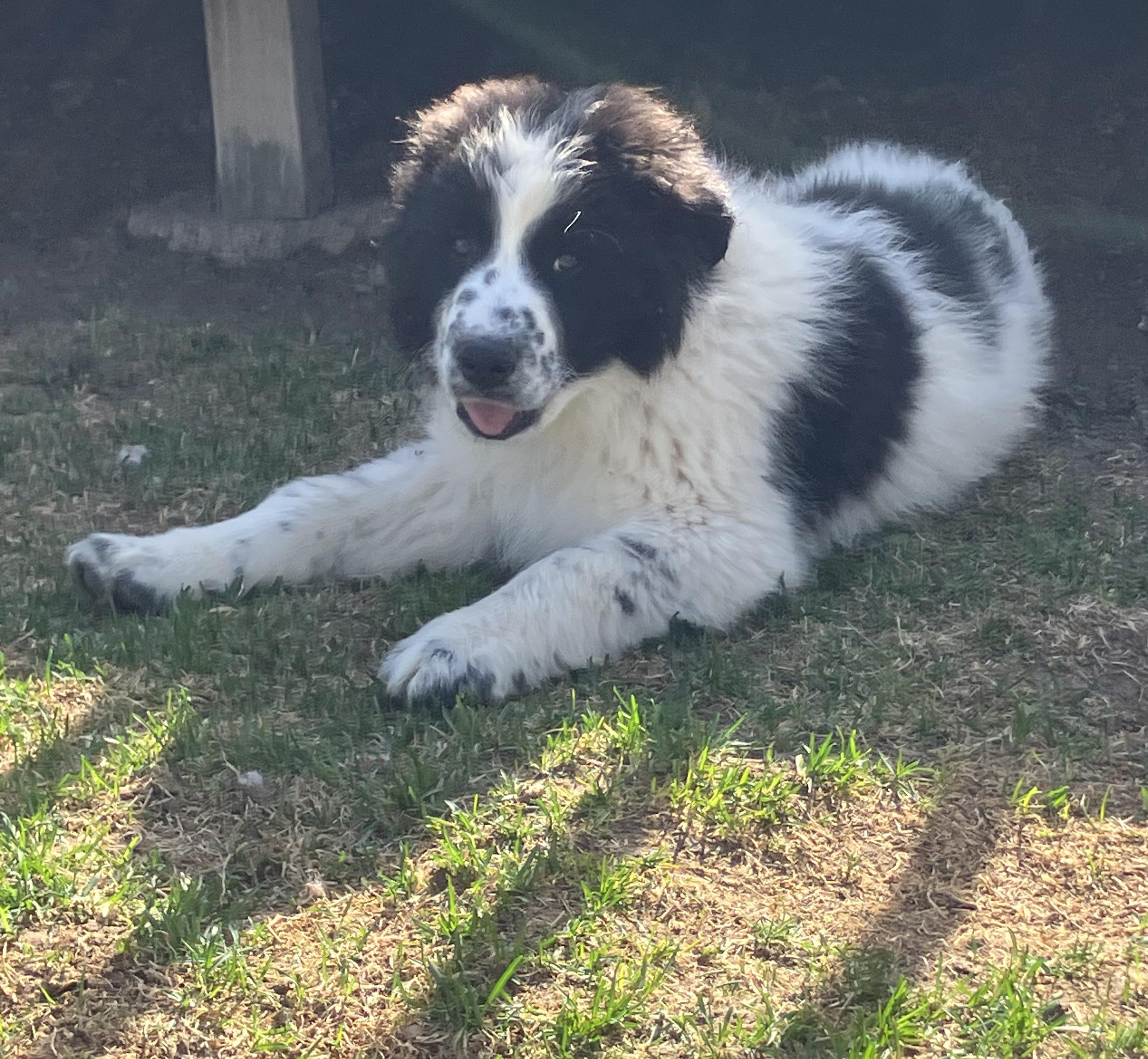 Enlarge Gus, a ADOPTABLE mixed breed in Fort Collins, CO image 2/3