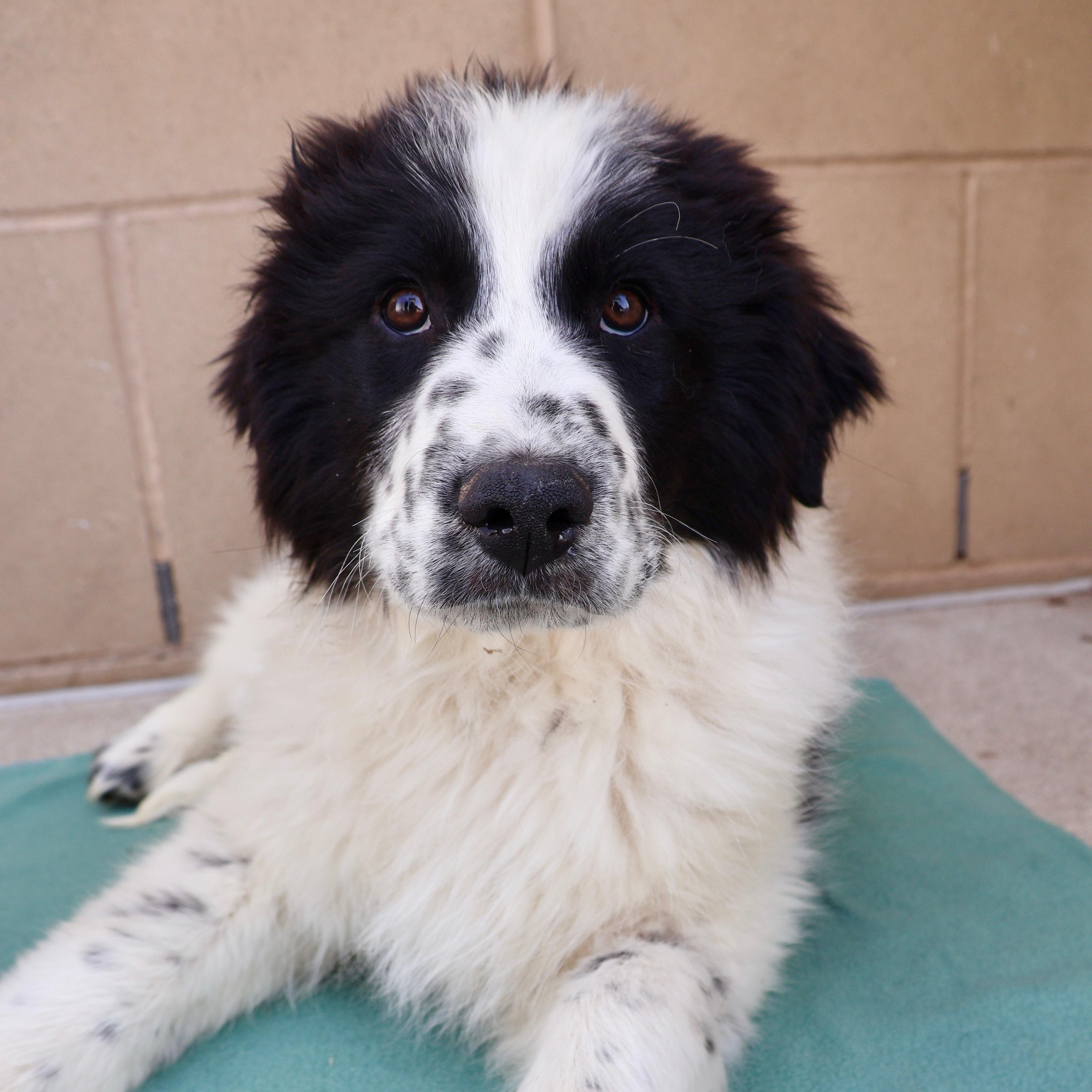 Gus, ADOPTABLE, Puppy Male Great Pyrenees & Border Collie.