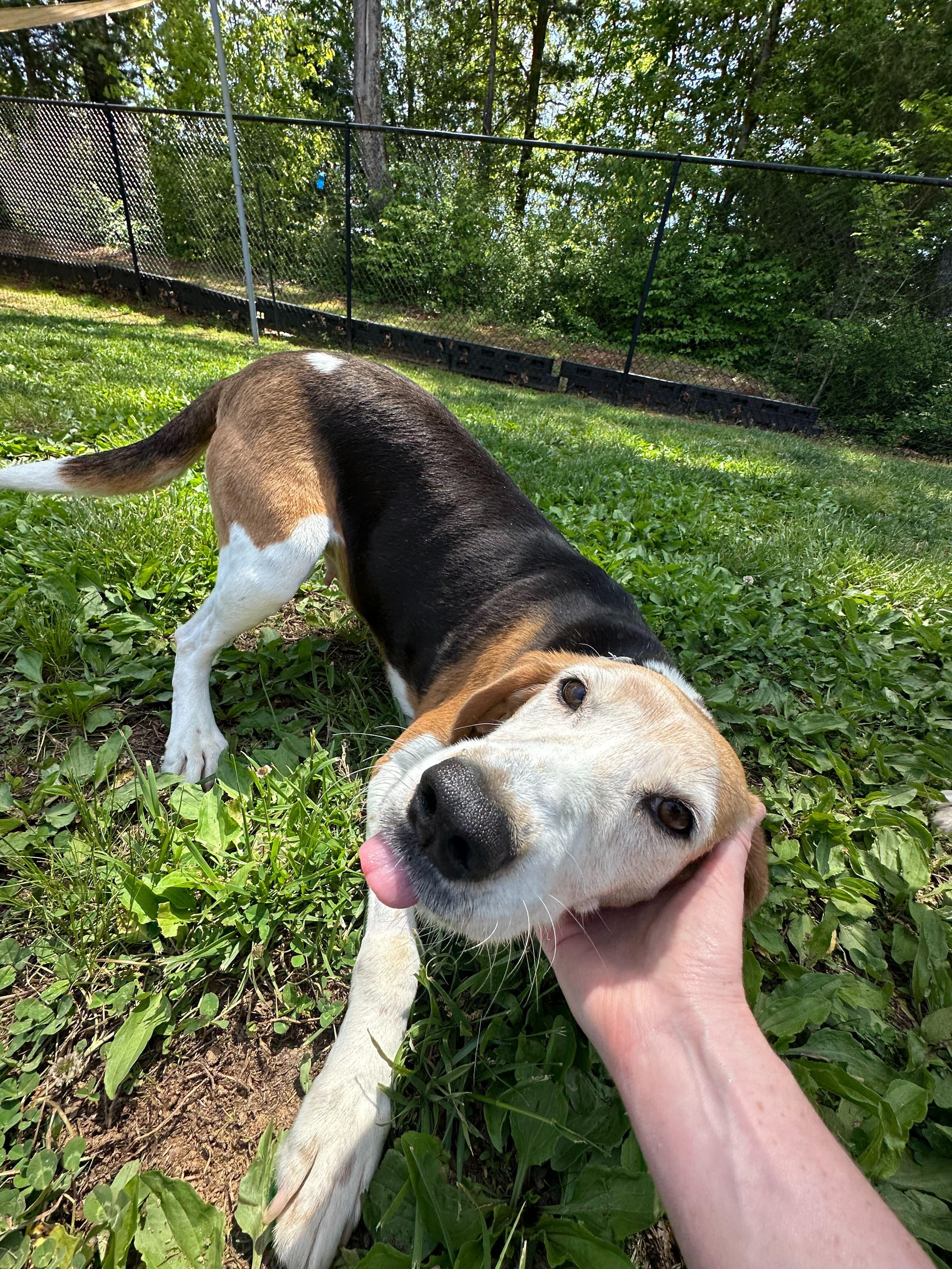 Patsy, ADOPTABLE, Adult Female American Foxhound.