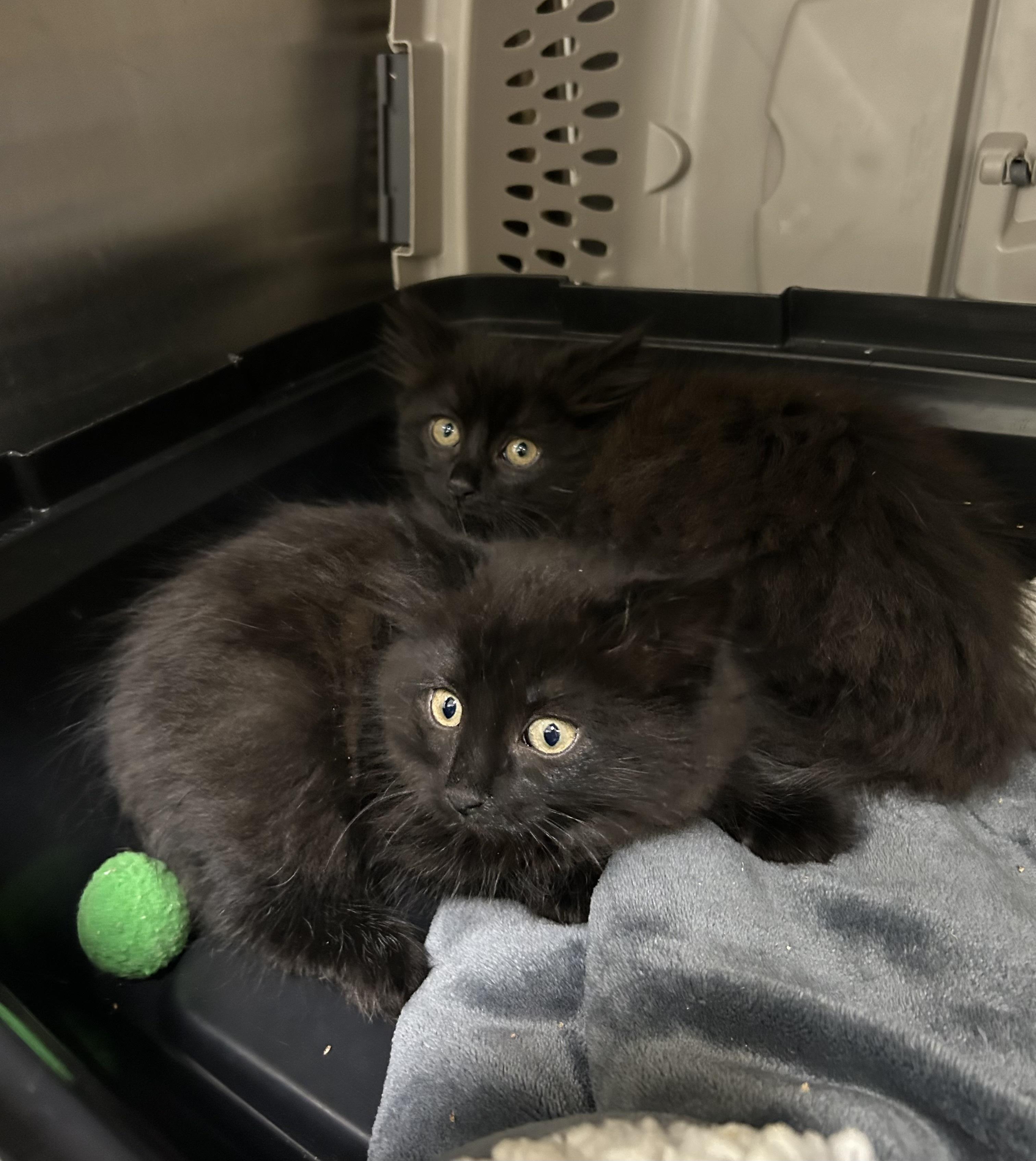 Nezuko, a Adoptable Domestic Medium Hair image 2/3