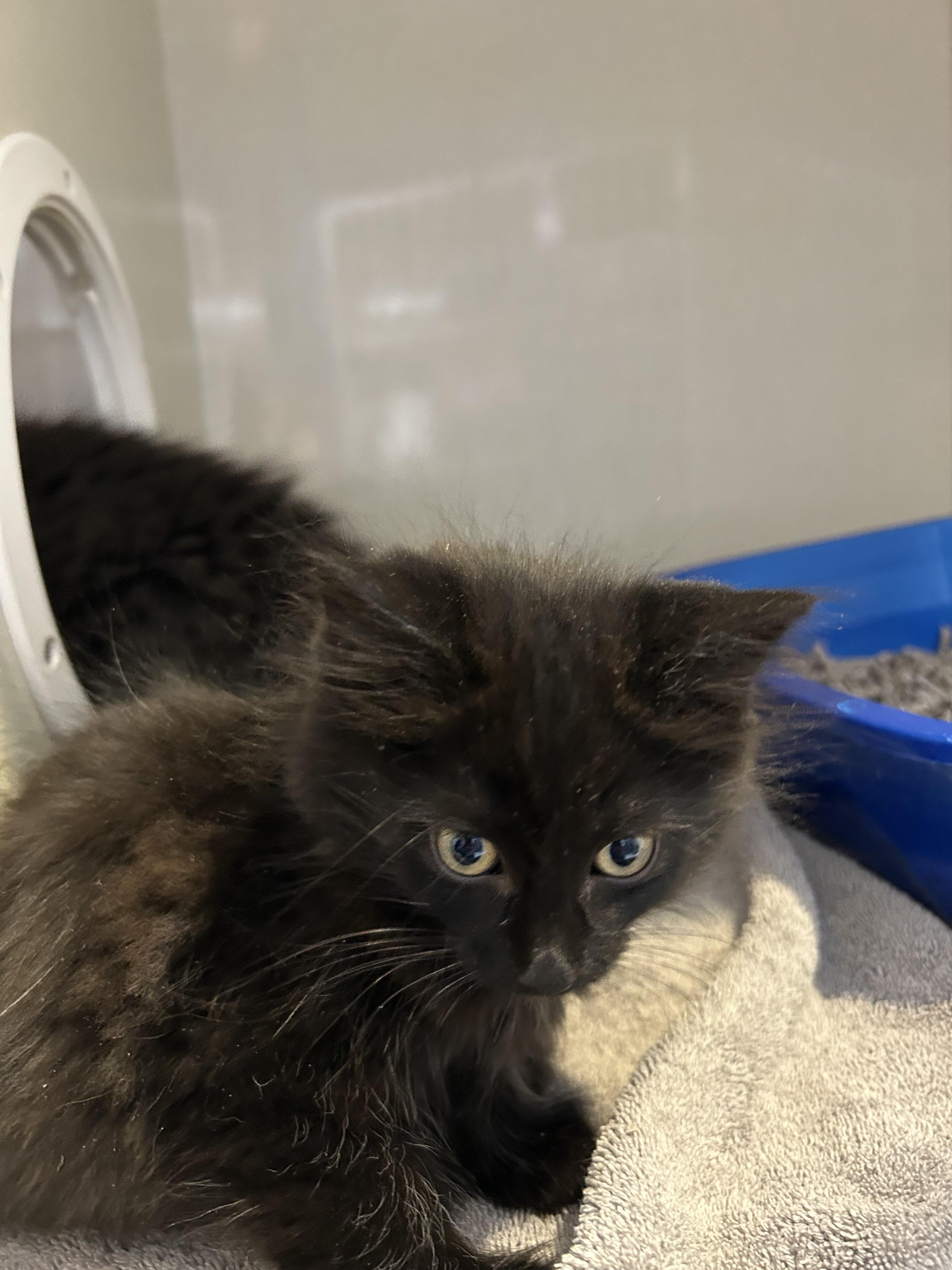 Nezuko, a Adoptable Domestic Medium Hair image 3/3