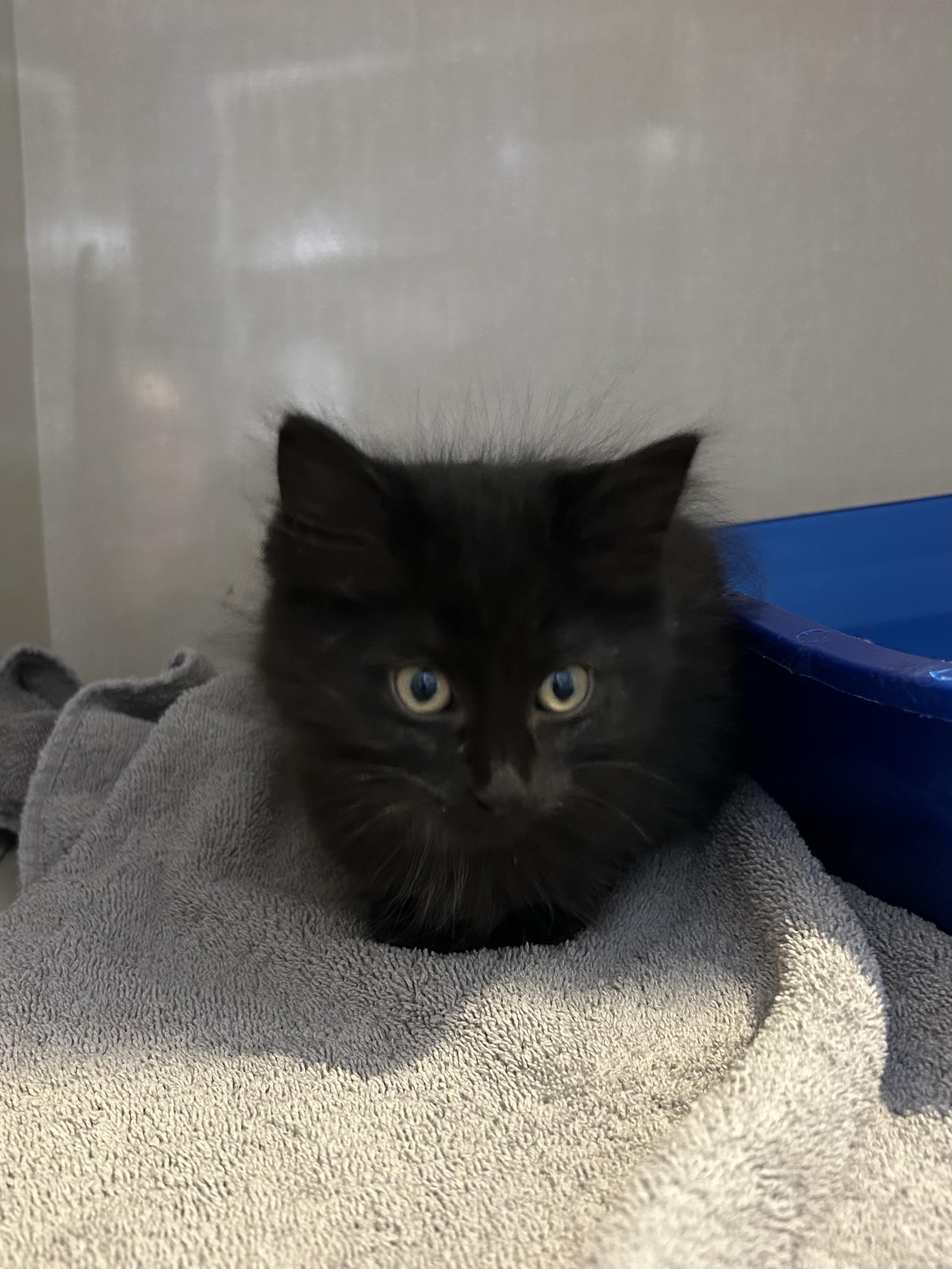 Nezuko, Adoptable, Kitten Female Domestic Medium Hair.