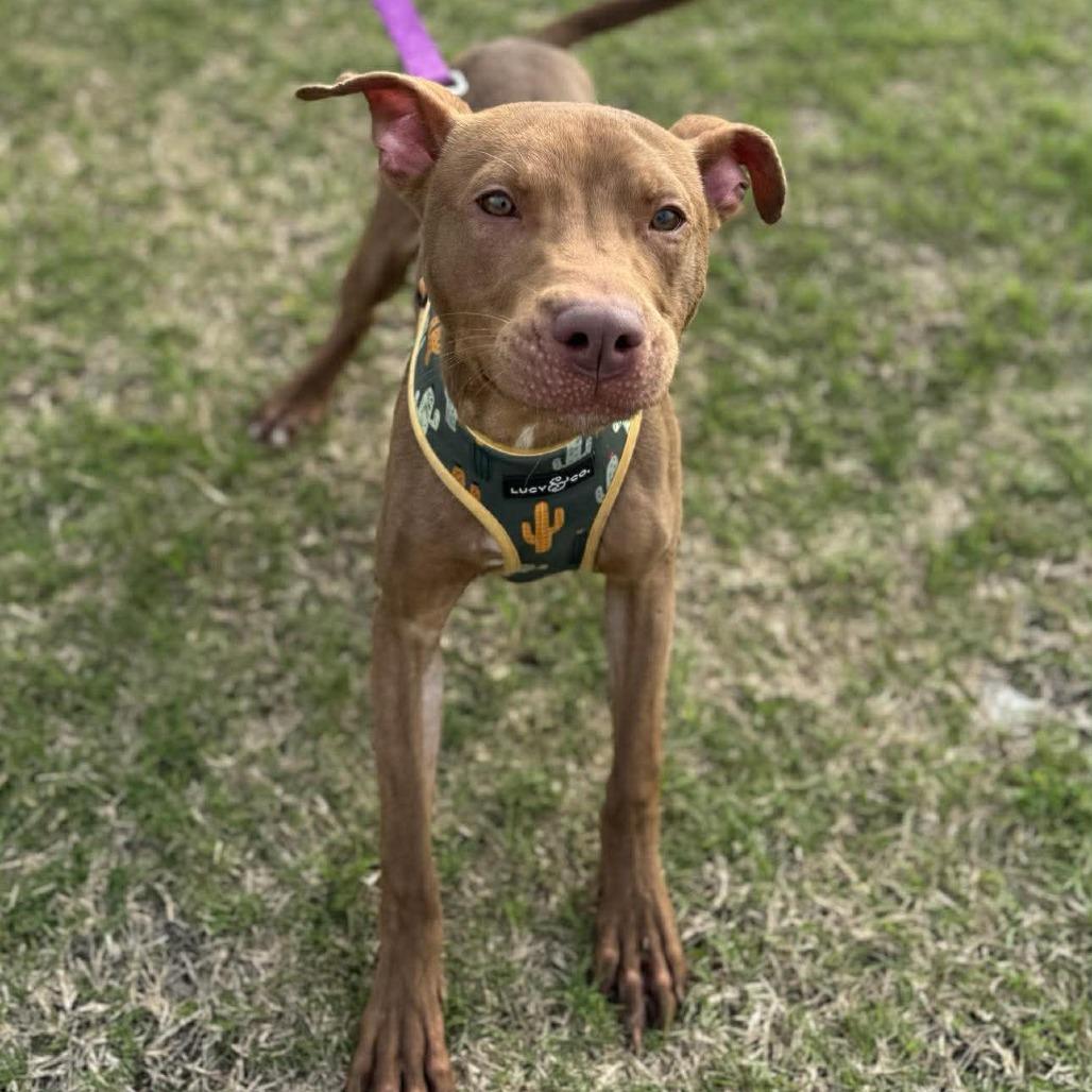 Lincoln, Adoptable, Young Male Mixed Breed.