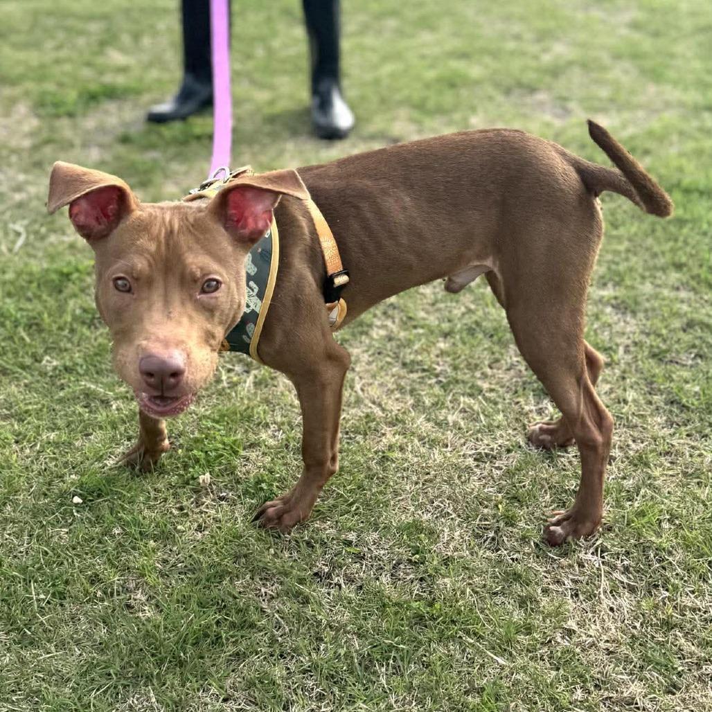 Lincoln, Adoptable, Young Male Mixed Breed.