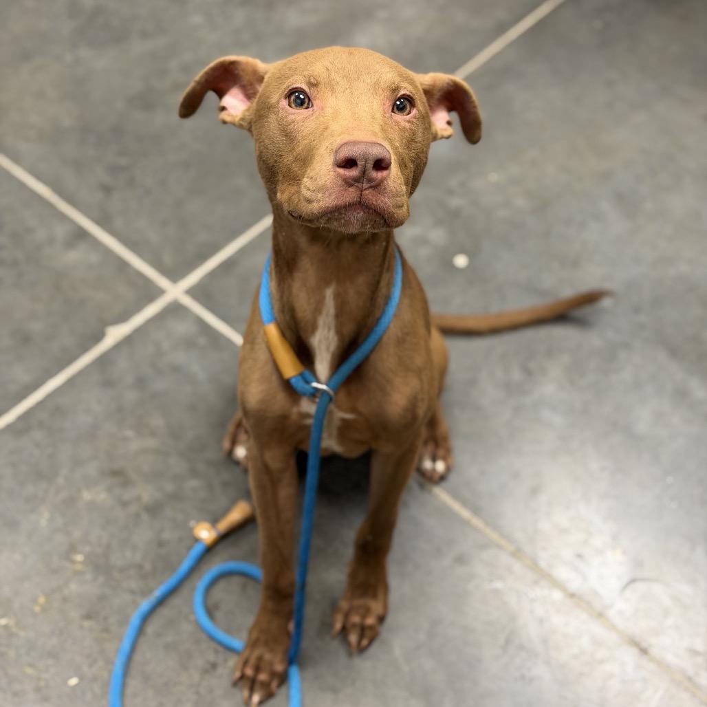 Enlarge Lincoln, a Adoptable Mixed Breed in Dickinson, TX image 2/6