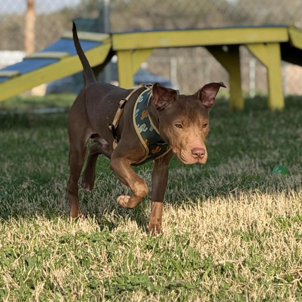 Enlarge Lincoln, a Adoptable Mixed Breed in Dickinson, TX image 3/6