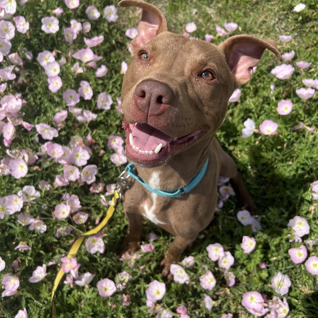 Enlarge Lincoln, a Adoptable Mixed Breed in Dickinson, TX image 4/6