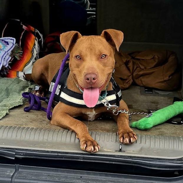 Enlarge Lincoln, a Adoptable Mixed Breed in Dickinson, TX image 4/6