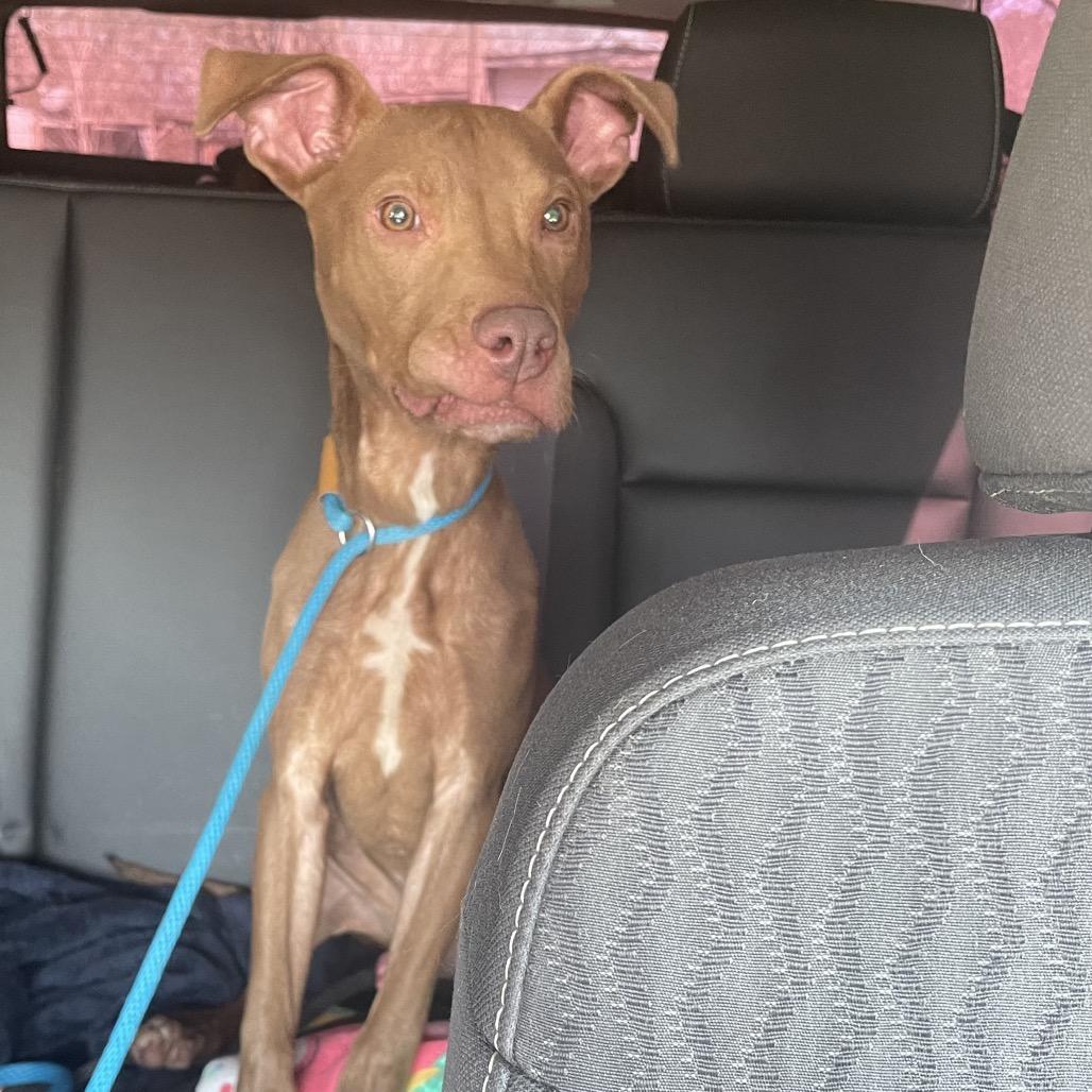 Enlarge Lincoln, a Adoptable Mixed Breed in Dickinson, TX image 5/6