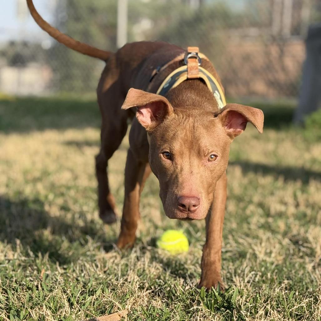 Enlarge Lincoln, a Adoptable Mixed Breed in Dickinson, TX image 6/6