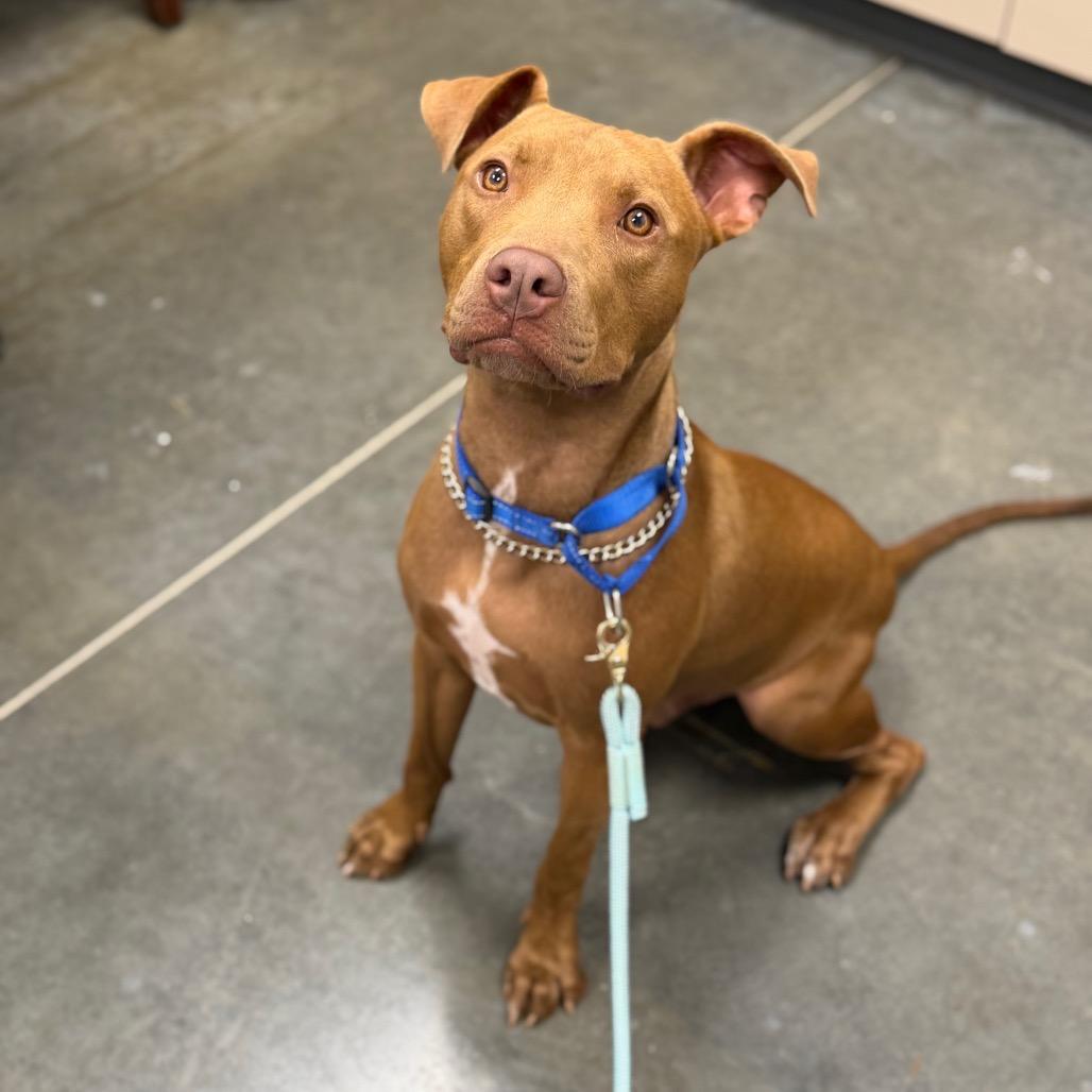 Lincoln, a Adoptable Mixed Breed in Dickinson, TX image 6/6