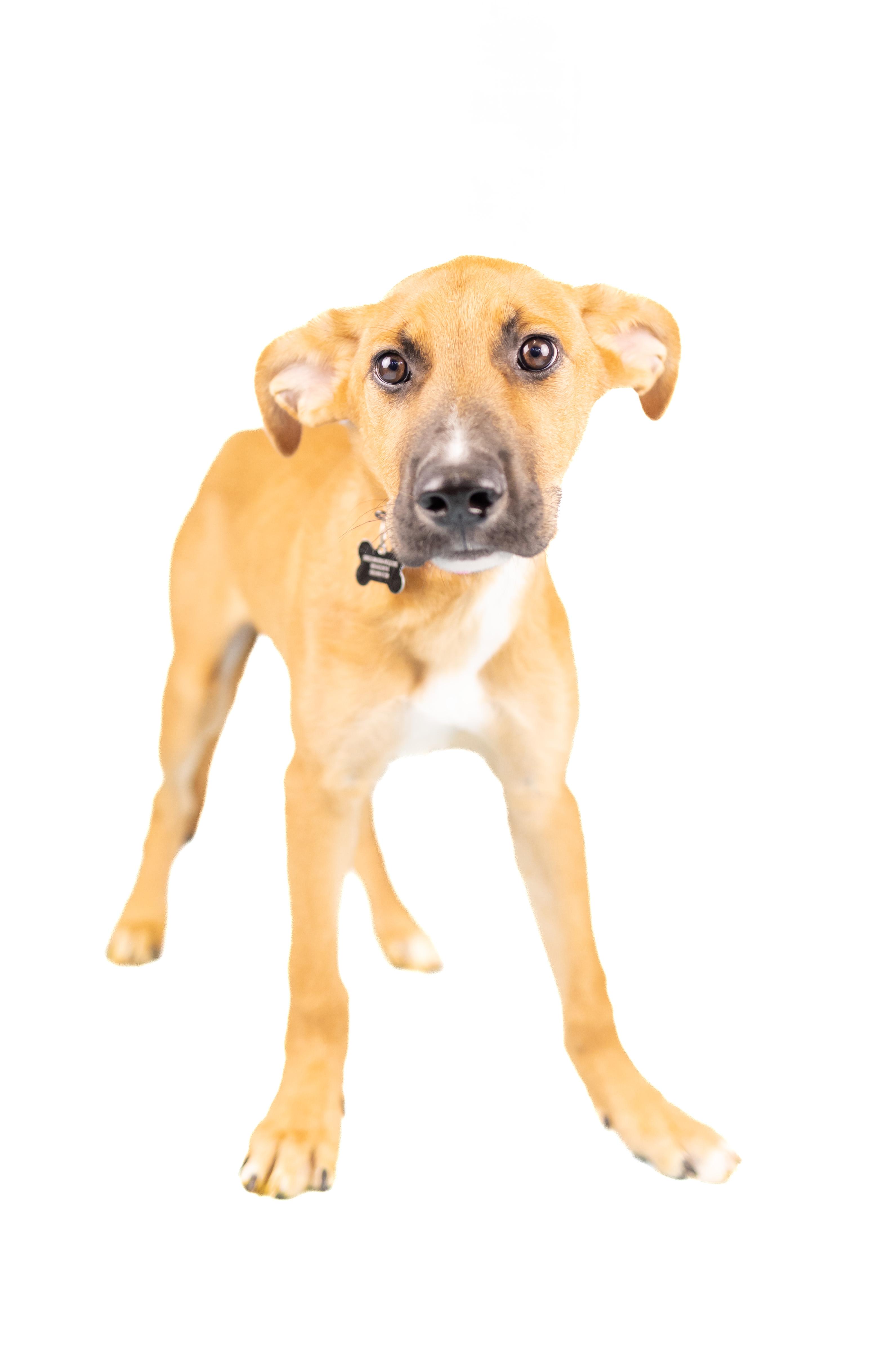 Conner, Baby Male Mixed Breed