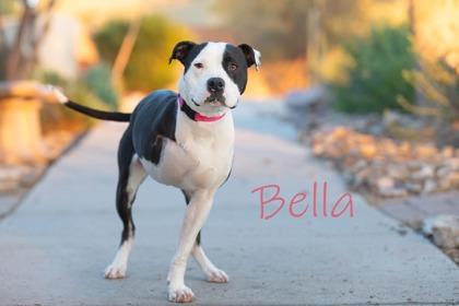 Bella, Adoptable, Adult Female Pit Bull Terrier & Mixed Breed.