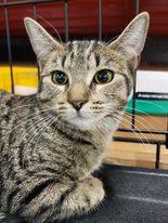 Thelma, Adoptable, Young Female Domestic Short Hair.