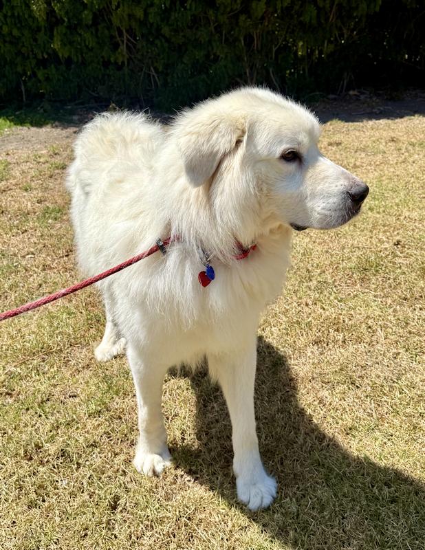 Enlarge Bubba, a ADOPTABLE Great Pyrenees in Los Angeles, CA image 3/6
