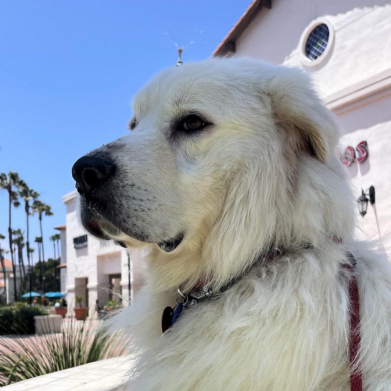 Enlarge Bubba, a ADOPTABLE Great Pyrenees in Los Angeles, CA image 1/6