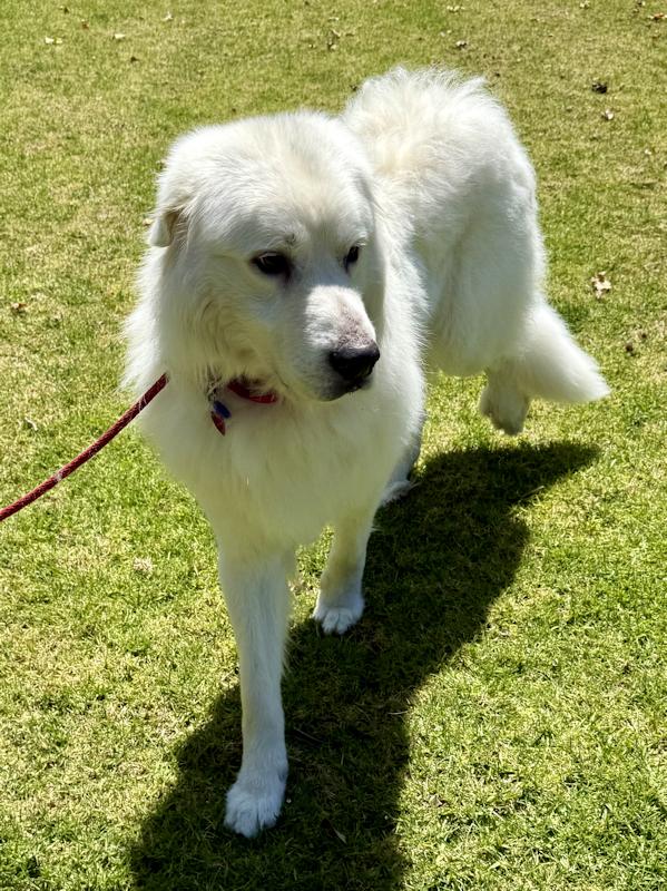 Enlarge Bubba, a ADOPTABLE Great Pyrenees in Los Angeles, CA image 5/6