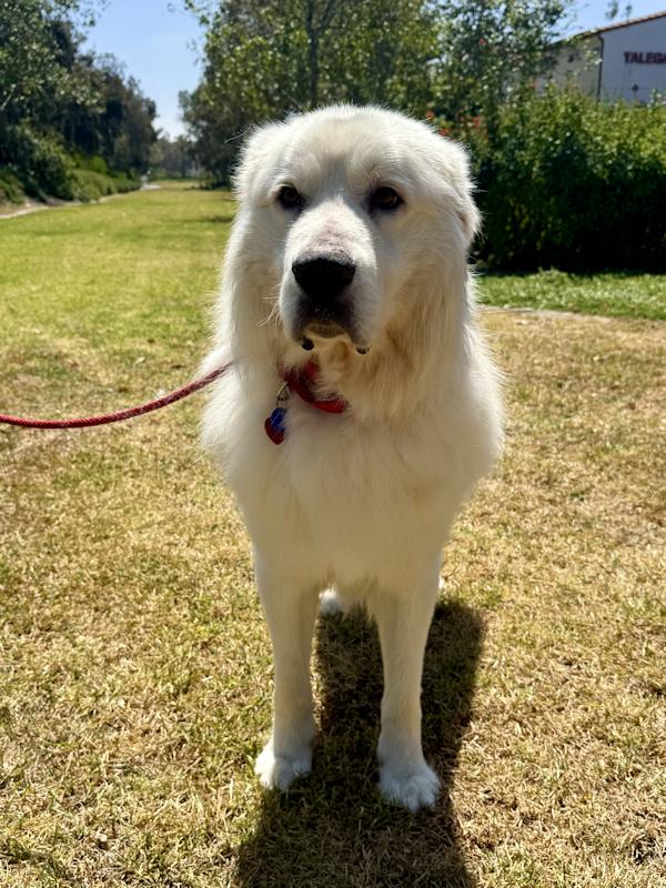 Enlarge Bubba, a ADOPTABLE Great Pyrenees in Los Angeles, CA image 4/6