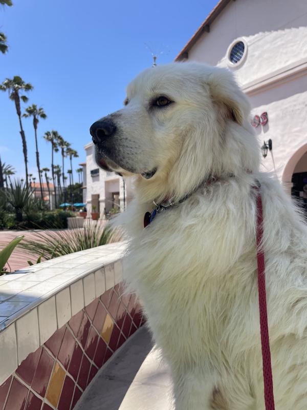 Enlarge Bubba, a ADOPTABLE Great Pyrenees in Los Angeles, CA image 6/6