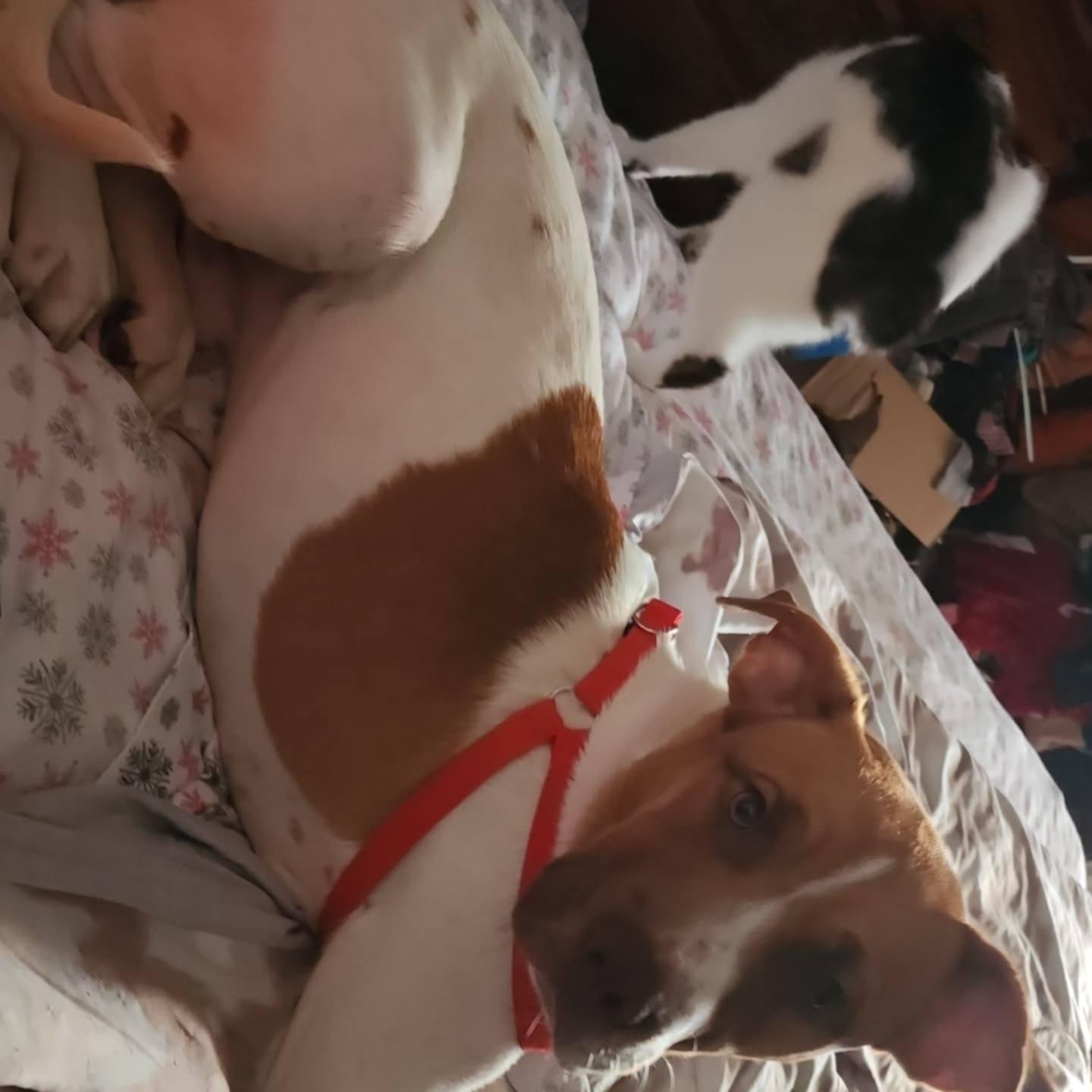 Enlarge Chief, a ADOPTABLE mixed breed in Clarksville, VA image 5/6