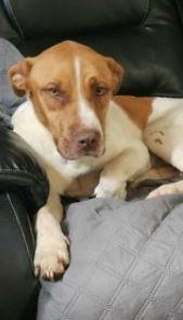 Chief, ADOPTABLE, Adult Male Pit Bull Terrier.