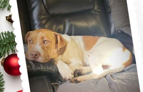 Enlarge Chief, a ADOPTABLE mixed breed in Clarksville, VA image 4/6