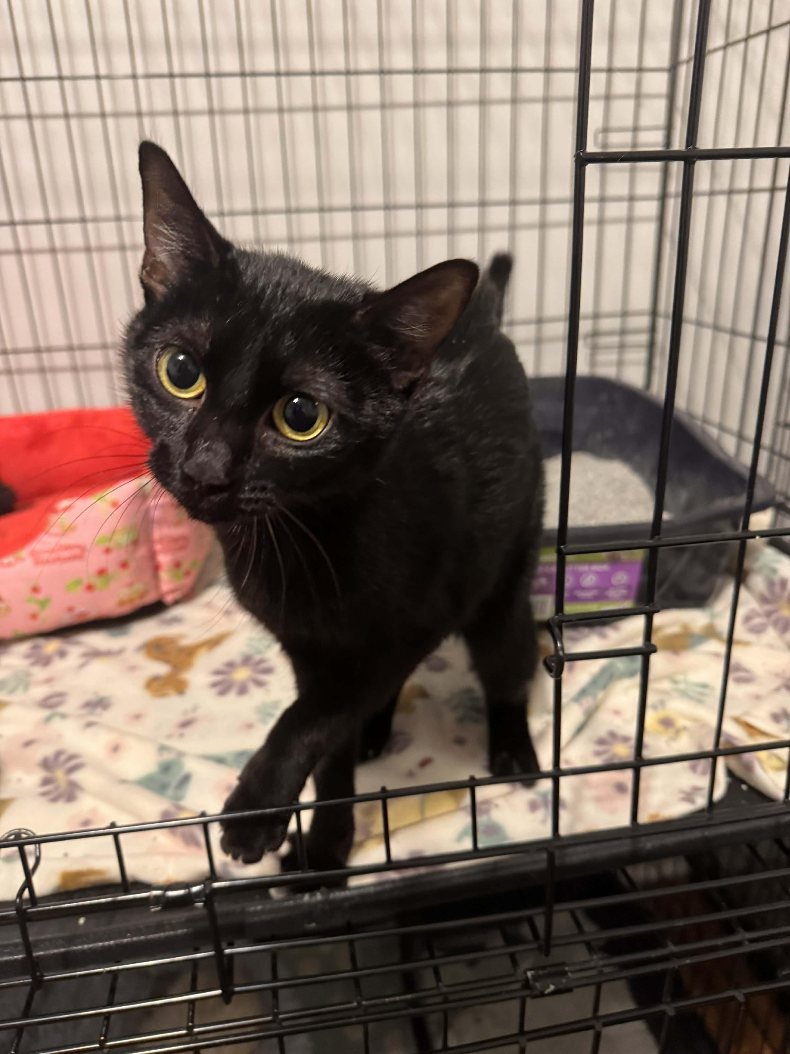 Enlarge Salem, a ADOPTABLE Domestic Short Hair in Wilmington, NC image 1/2