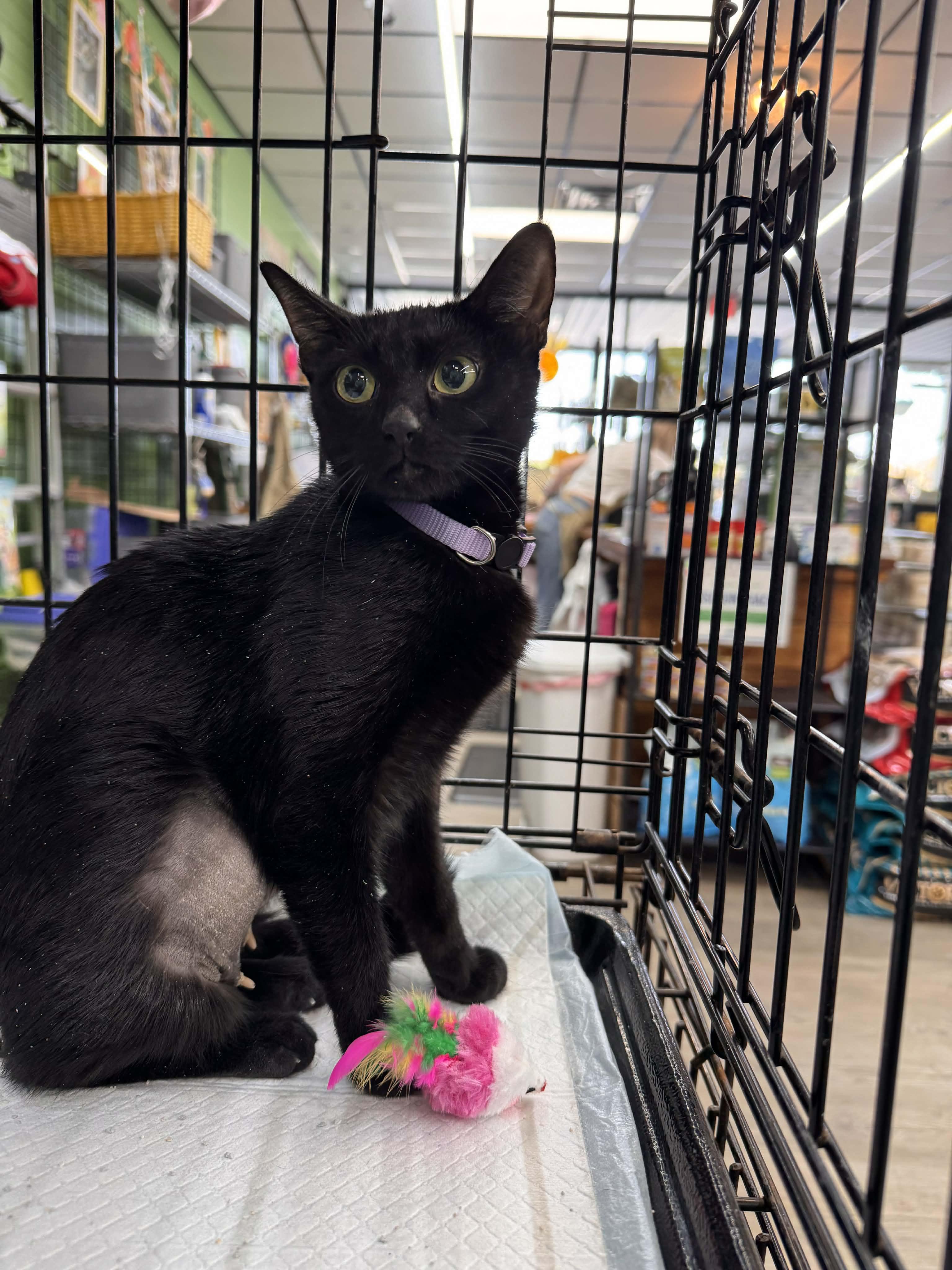 Enlarge Salem, a ADOPTABLE Domestic Short Hair in Wilmington, NC image 2/2