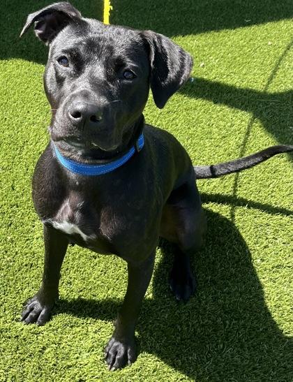 Harley Quinn, a ADOPTABLE Mixed Breed in Hamilton, OH image 2/2