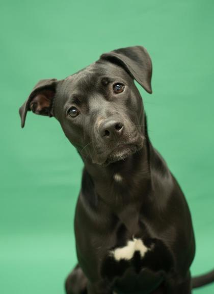 Harley Quinn, ADOPTABLE, Young Female Mixed Breed.
