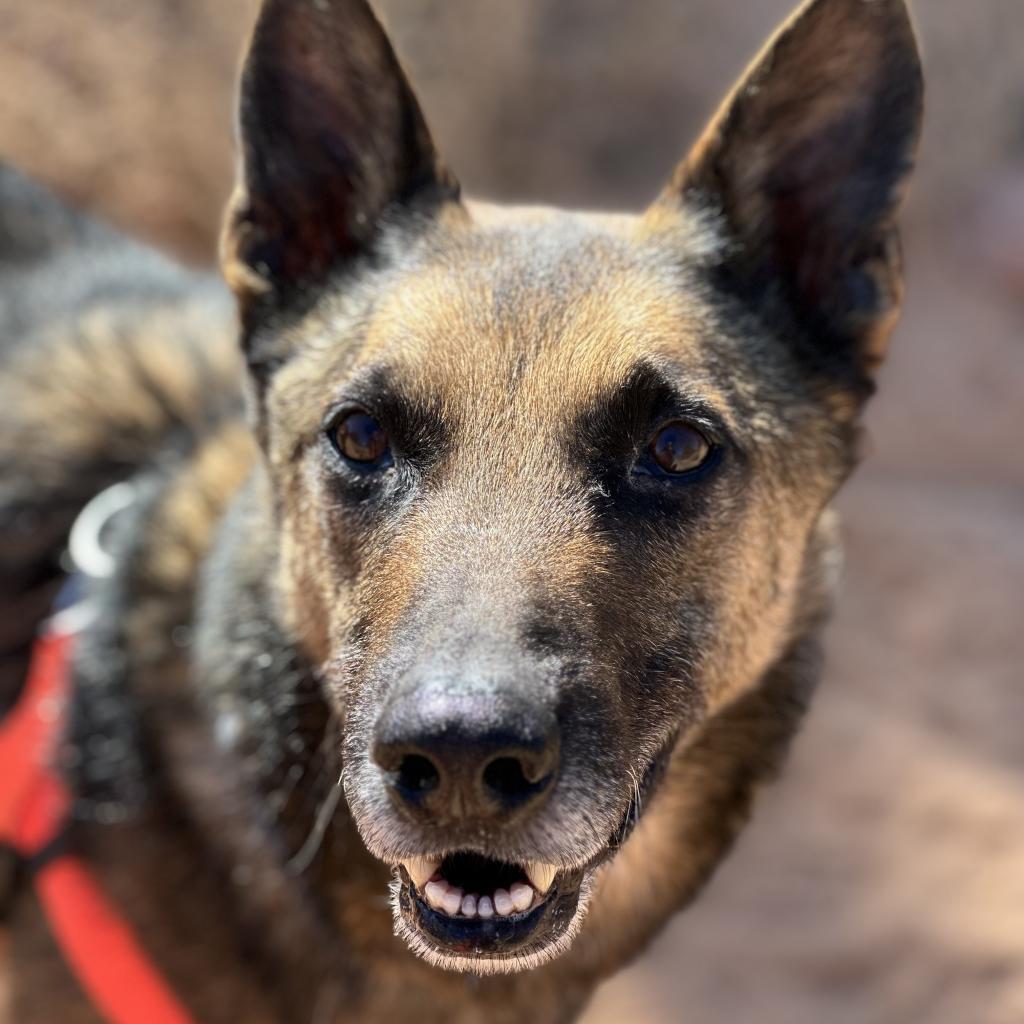 Enlarge Soldier, a Adoptable Belgian Shepherd / Malinois in Kanab, UT image 1/6