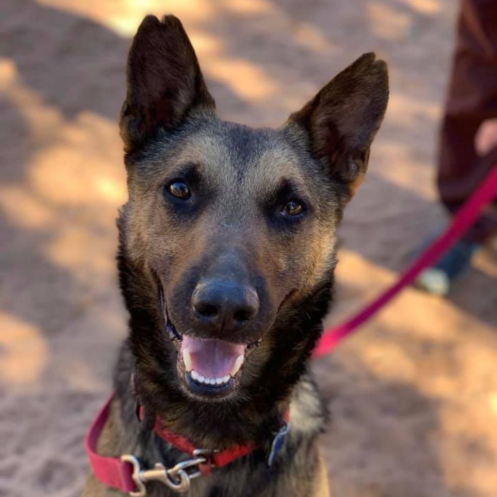 Enlarge Soldier, a Adoptable Belgian Shepherd / Malinois in Kanab, UT image 2/6