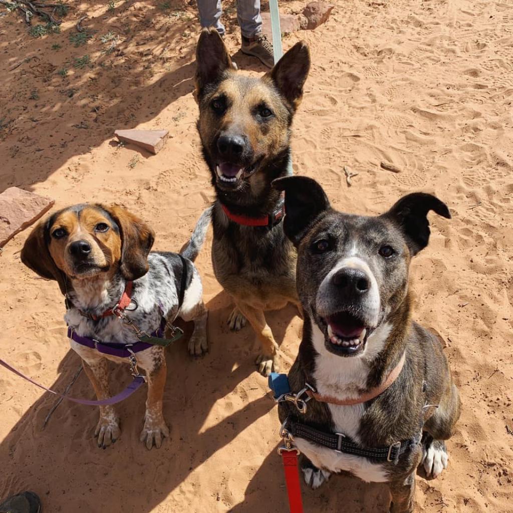Enlarge Soldier, a Adoptable Belgian Shepherd / Malinois in Kanab, UT image 3/6