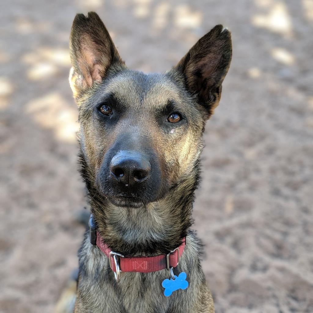 Enlarge Soldier, a Adoptable Belgian Shepherd / Malinois in Kanab, UT image 4/6
