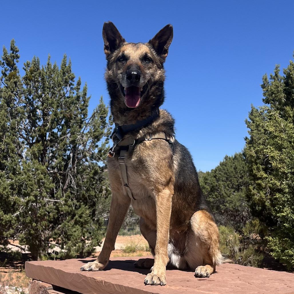 Enlarge Soldier, a Adoptable Belgian Shepherd / Malinois in Kanab, UT image 5/6