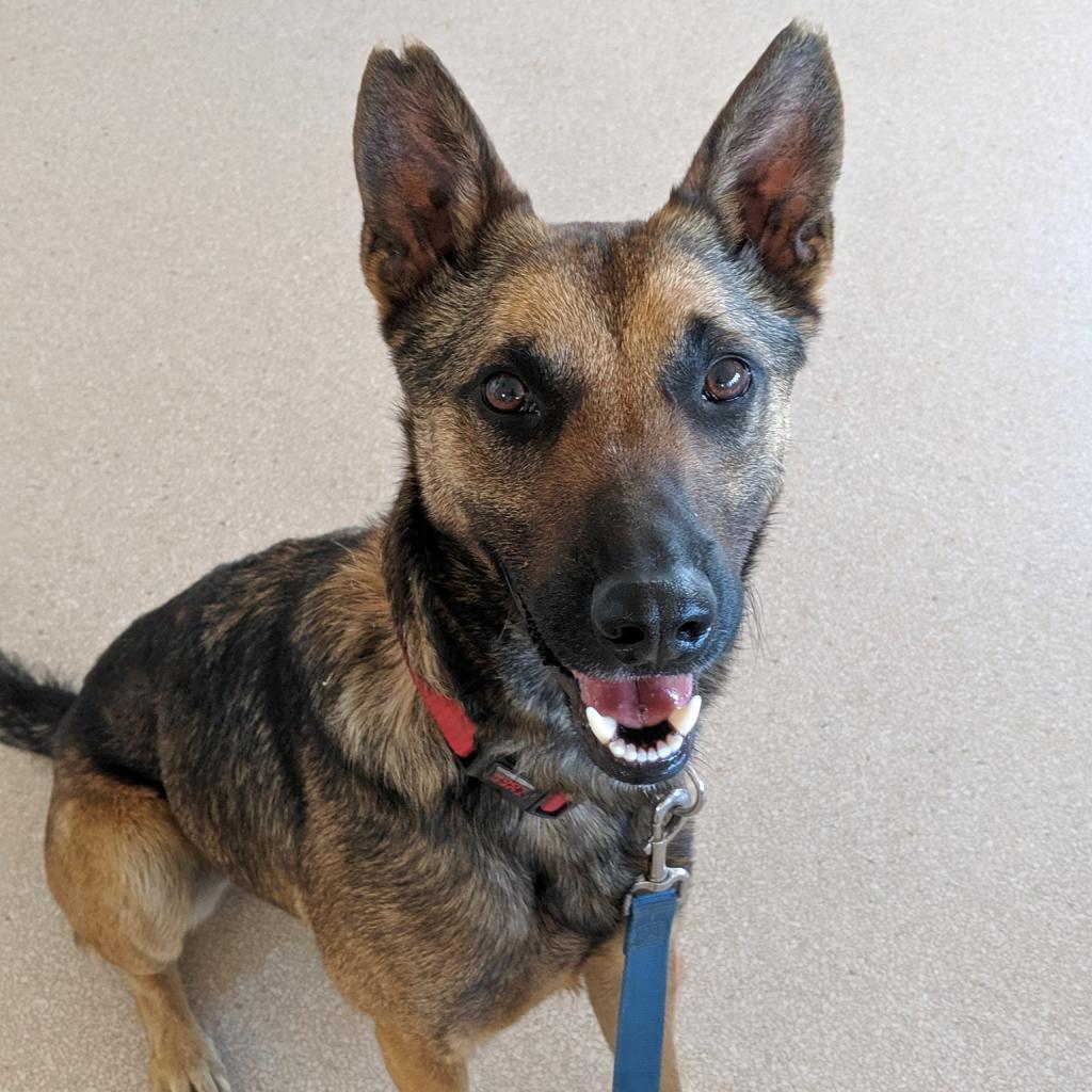Enlarge Soldier, a Adoptable Belgian Shepherd / Malinois in Kanab, UT image 6/6