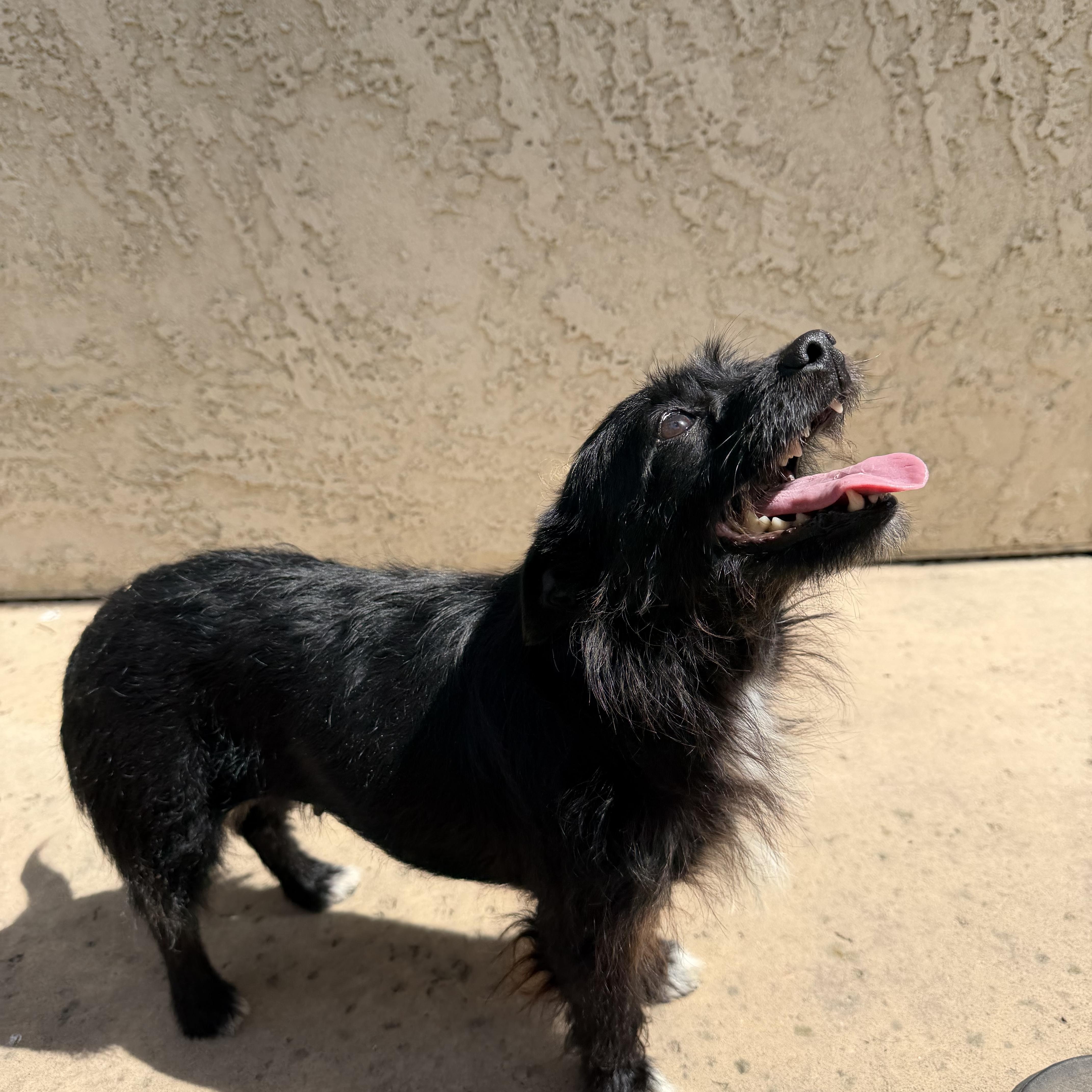 Cali, a Adoptable mixed breed in Fremont, CA image 5/5